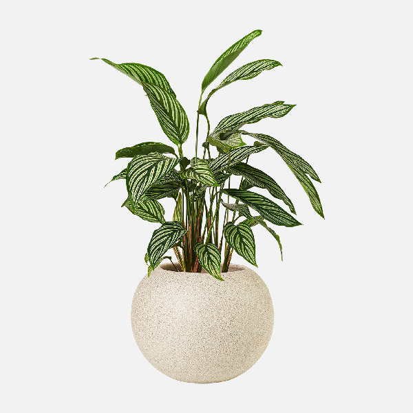 افرای ژاپنی